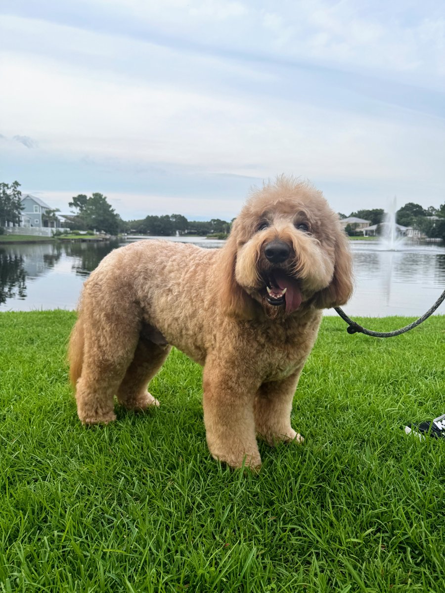Andre, a goldendoodle client, fresh from his groom, standing by the lake