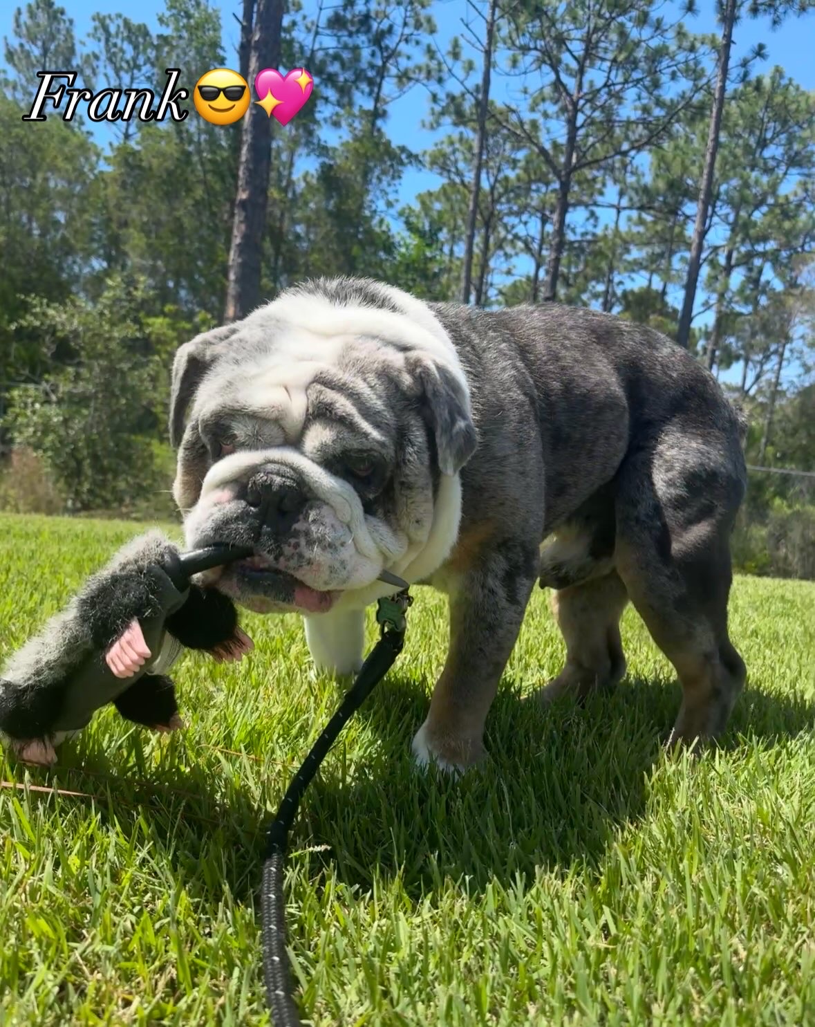 Frank, a bulldog client, playing with a toy in the grass