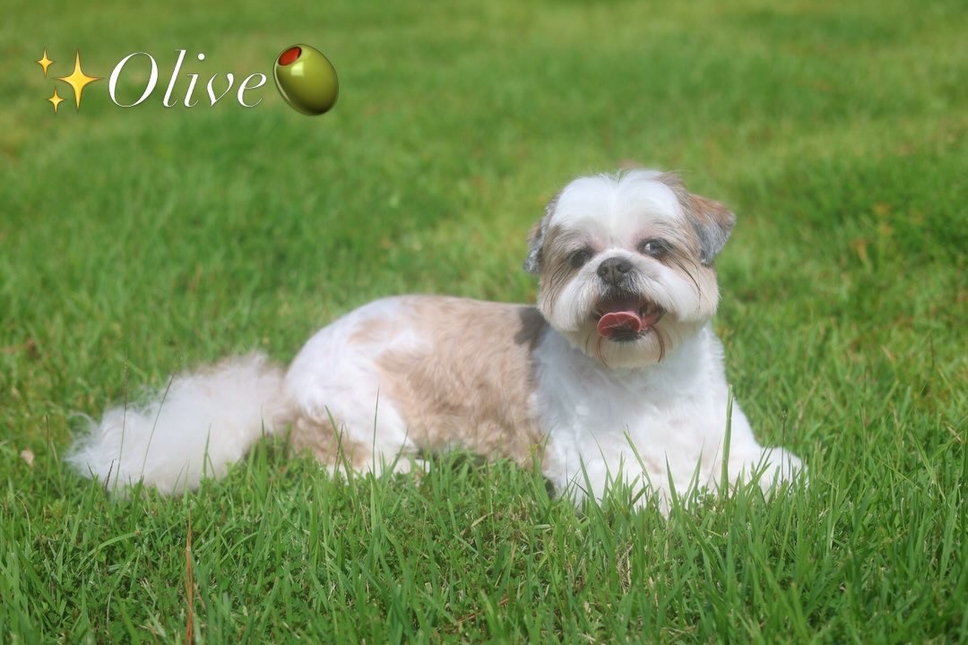 Olive, a shih tzu client, sitting in the grass after her groom