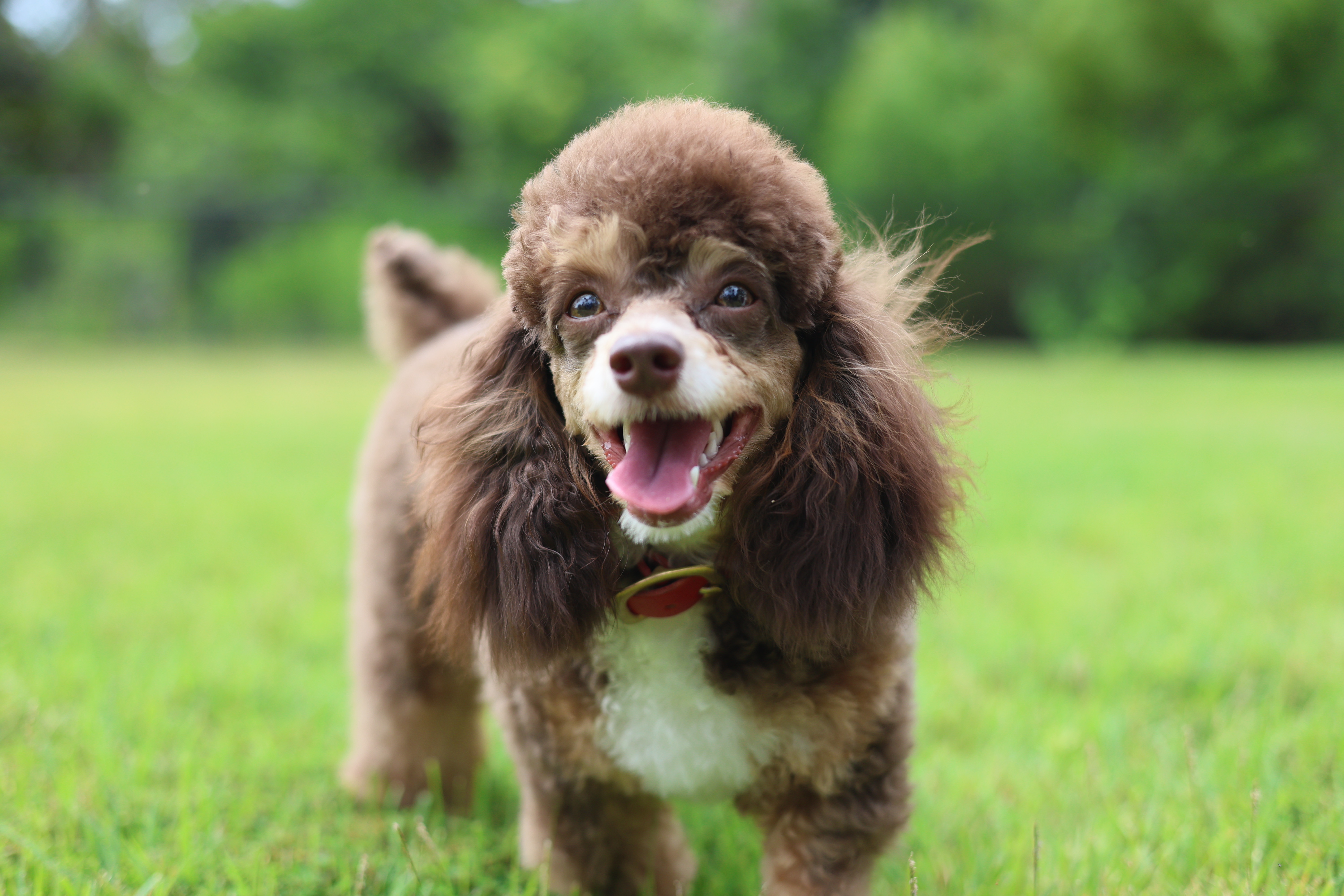 Rocky, a brown poodle client, smiling in the grass